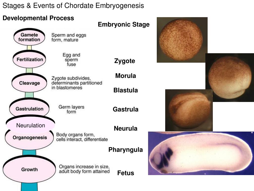 Ppt Developmental Biology Powerpoint Presentation Free Download Id 790796
