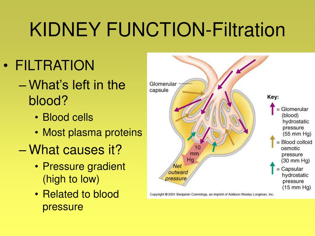 Steps Of Kidney Filtration