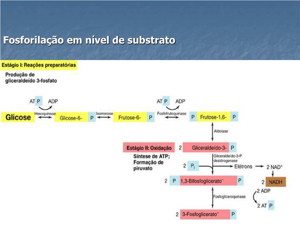 PPT Metabolismo Microbiano PowerPoint Presentation, free download