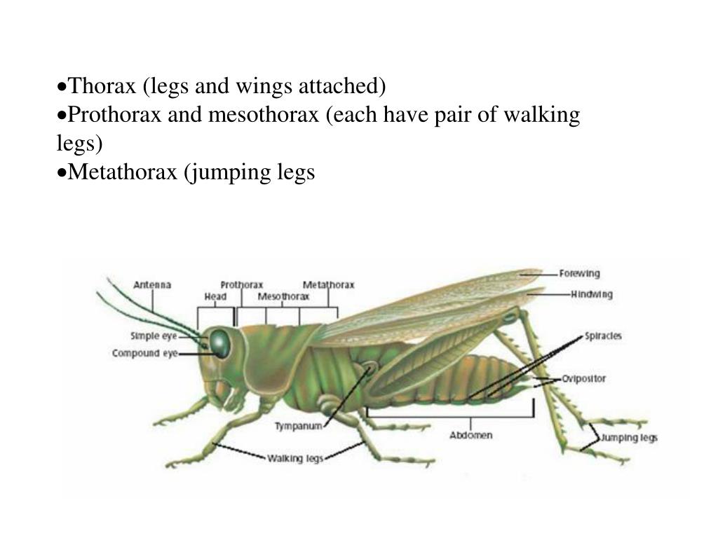 Insect legs. Торакс это у насекомых. Bodianus mesothorax. Arthropoda polymera род Megalaspis. Торакс состоит из прочного хитинового материала.