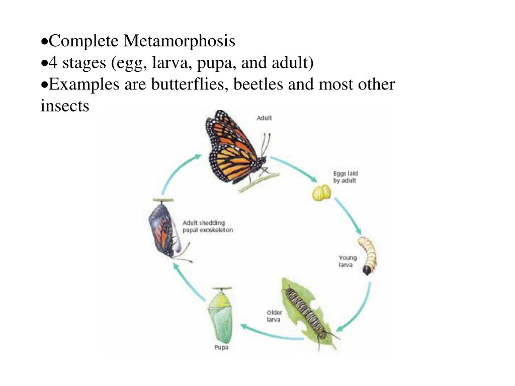 PPT - Insects (Phylum Arthropoda; Sub-Phylum Uniramia) PowerPoint ...