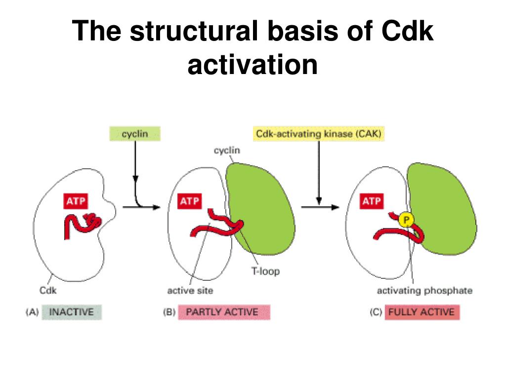 Cell cycle and cell programmed death PowerPoint Presentation Biology Diagrams