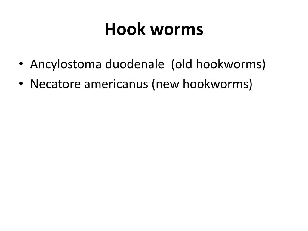 PPT - Hook worms PowerPoint Presentation, free download - ID:794095