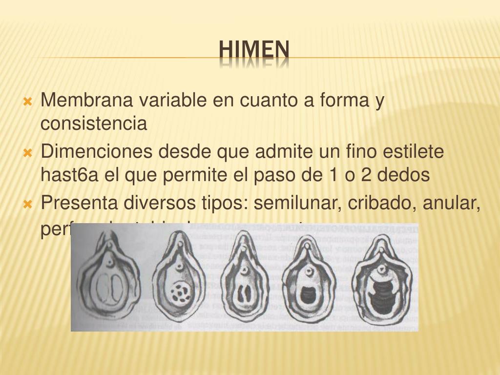 PPT CARACTERISTICAS DE LA VULVA Y PISO PERINEAL PowerPoint 