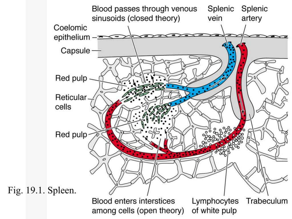 Spleen Slide Reticular spleen-slide-reticular
