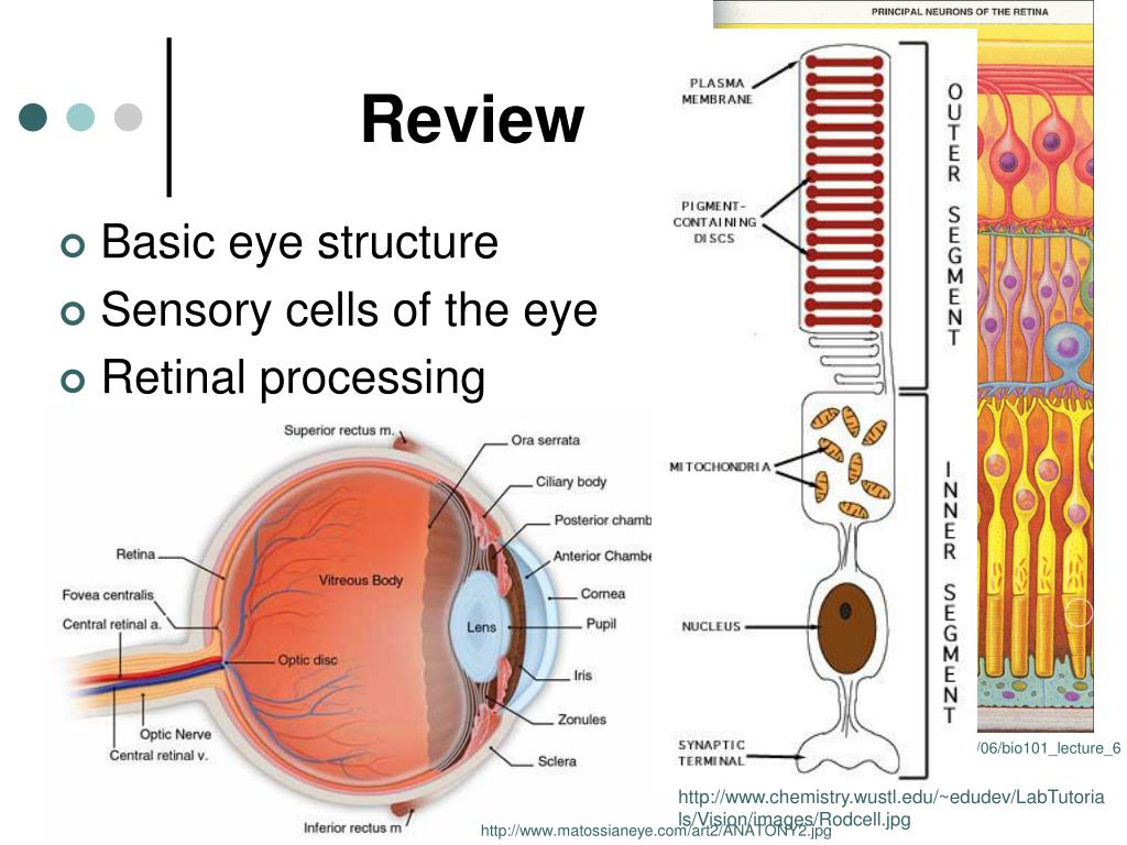 ppt-visual-processing-powerpoint-presentation-free-download-id-795524