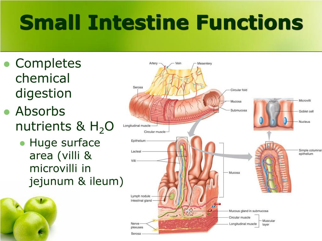 What Is The Small Intestine Function SDGJU