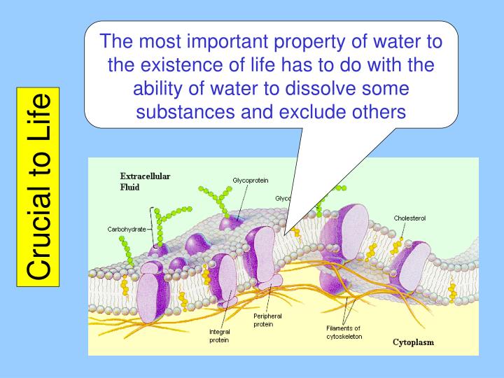 what is the most important property of water