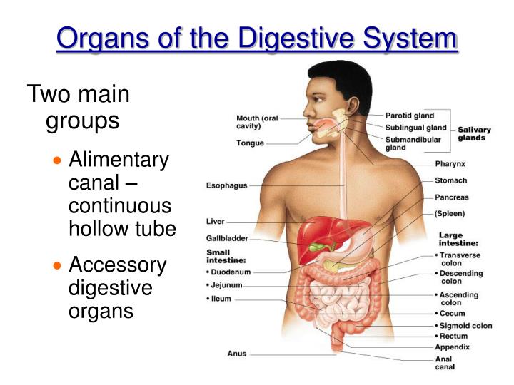 The digestive system and body metabolism