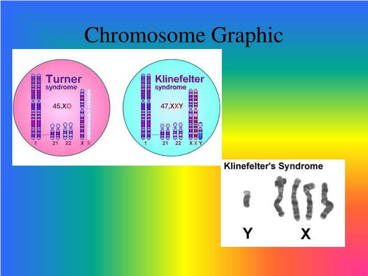 PPT Klinefelter’s Syndrome PowerPoint Presentation ID797692