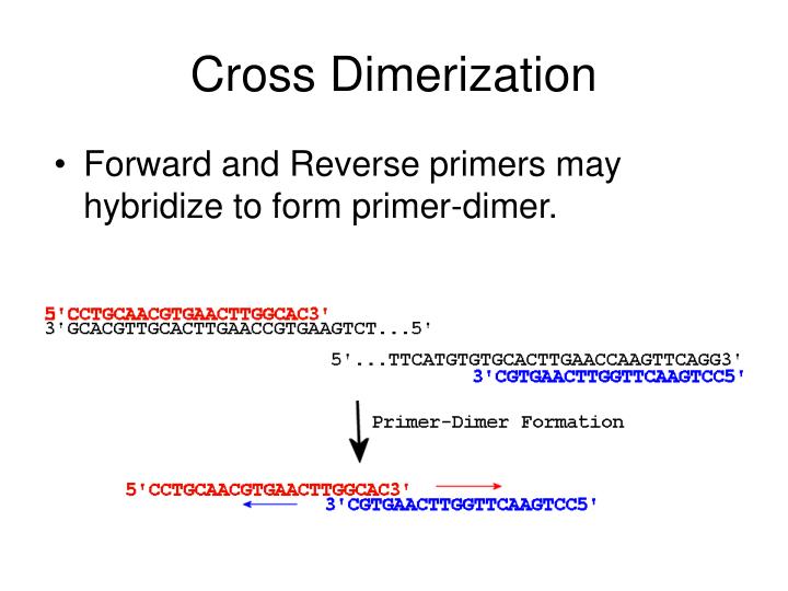 PPT Python Programming on PCR Primers Design PowerPoint Presentation