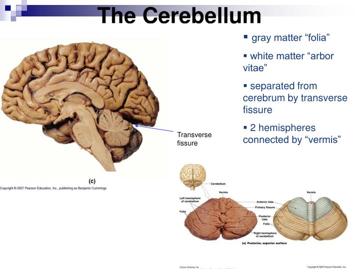 PPT Anatomy Nervous System Lab PowerPoint Presentation ID798432