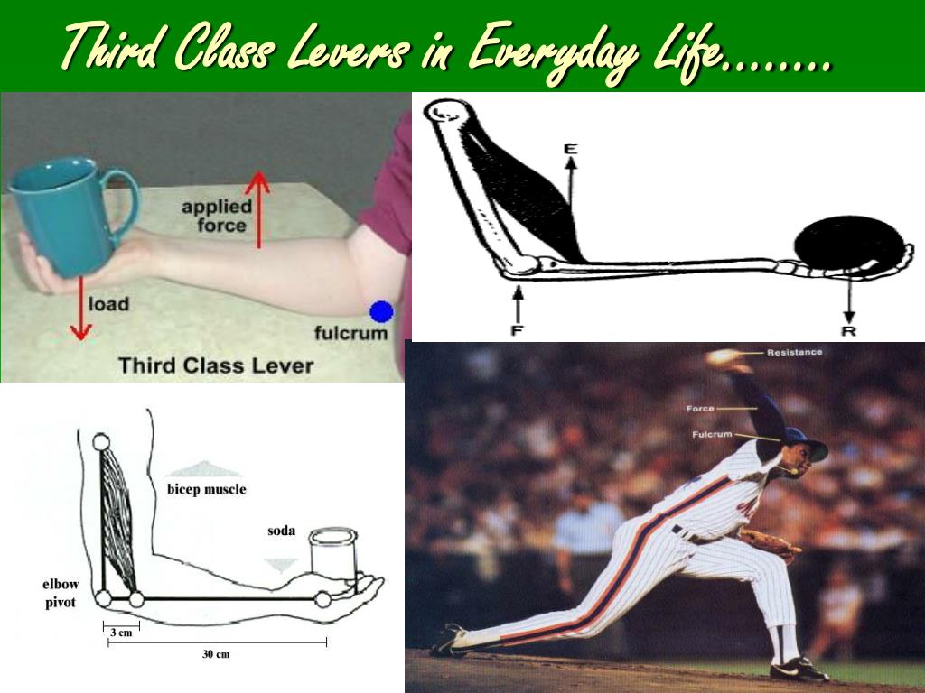 Example Of A Third Class Lever In Sport At Abby Choi Blog