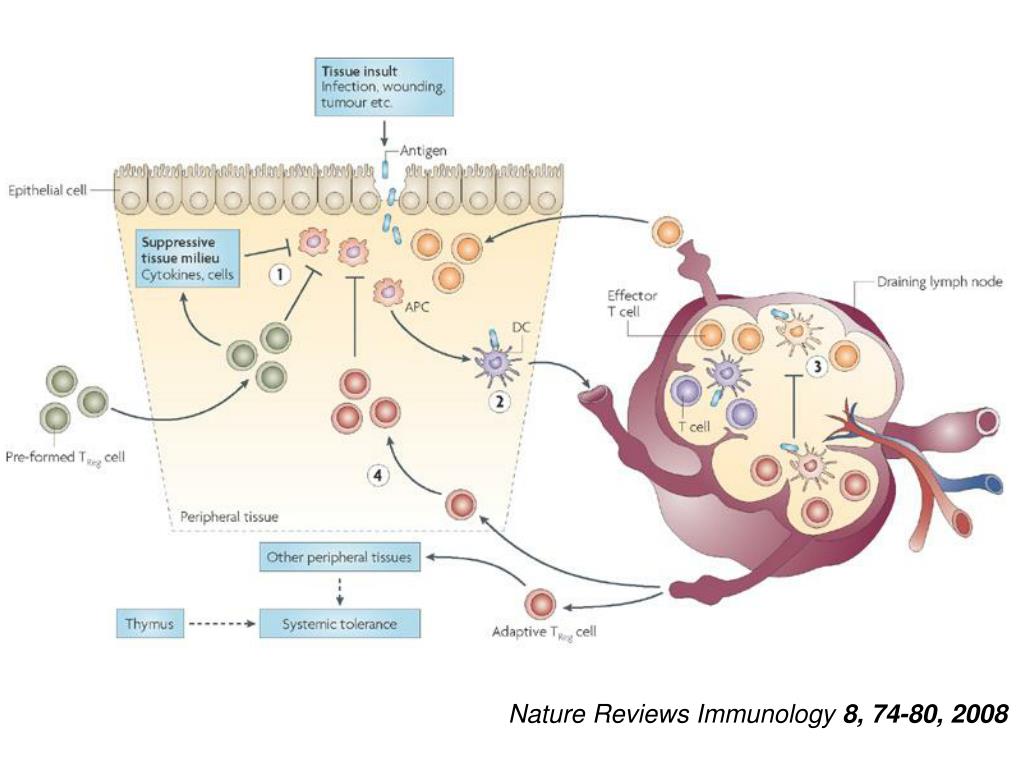 PPT - Molecular Mechanisms Of Immune Tolerance Central Tolerance ...