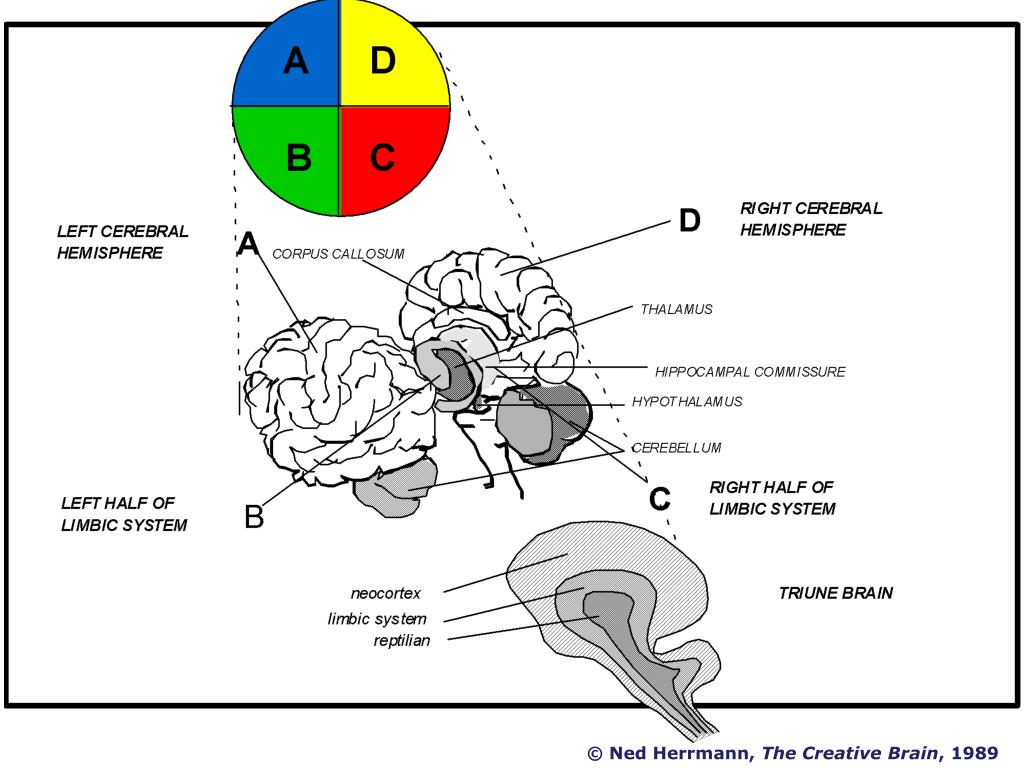 PPT - Thinking Styles - Herrmann’s Creative Brain Playing the Diversity