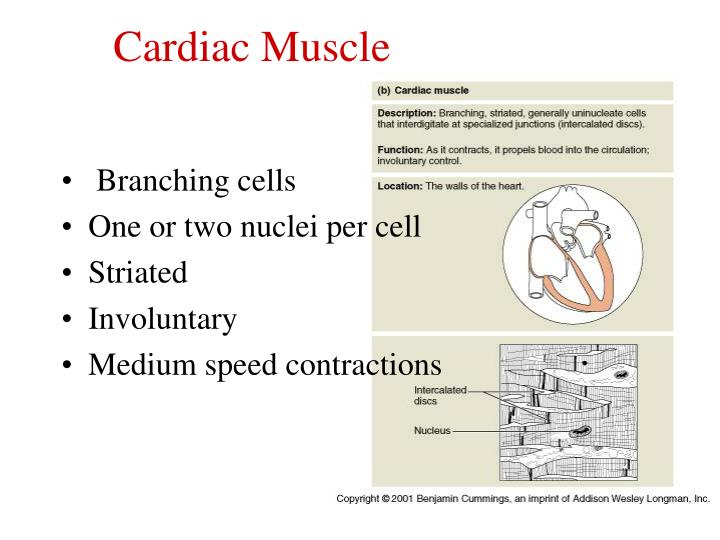 PPT - Muscle Physiology PowerPoint Presentation - ID:807007