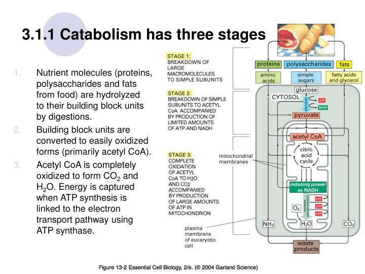 catabolic phase catabolic phase