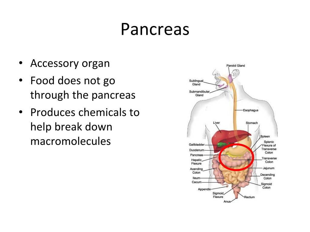 PPT - Physical vs. Chemical Changes in Digestion PowerPoint