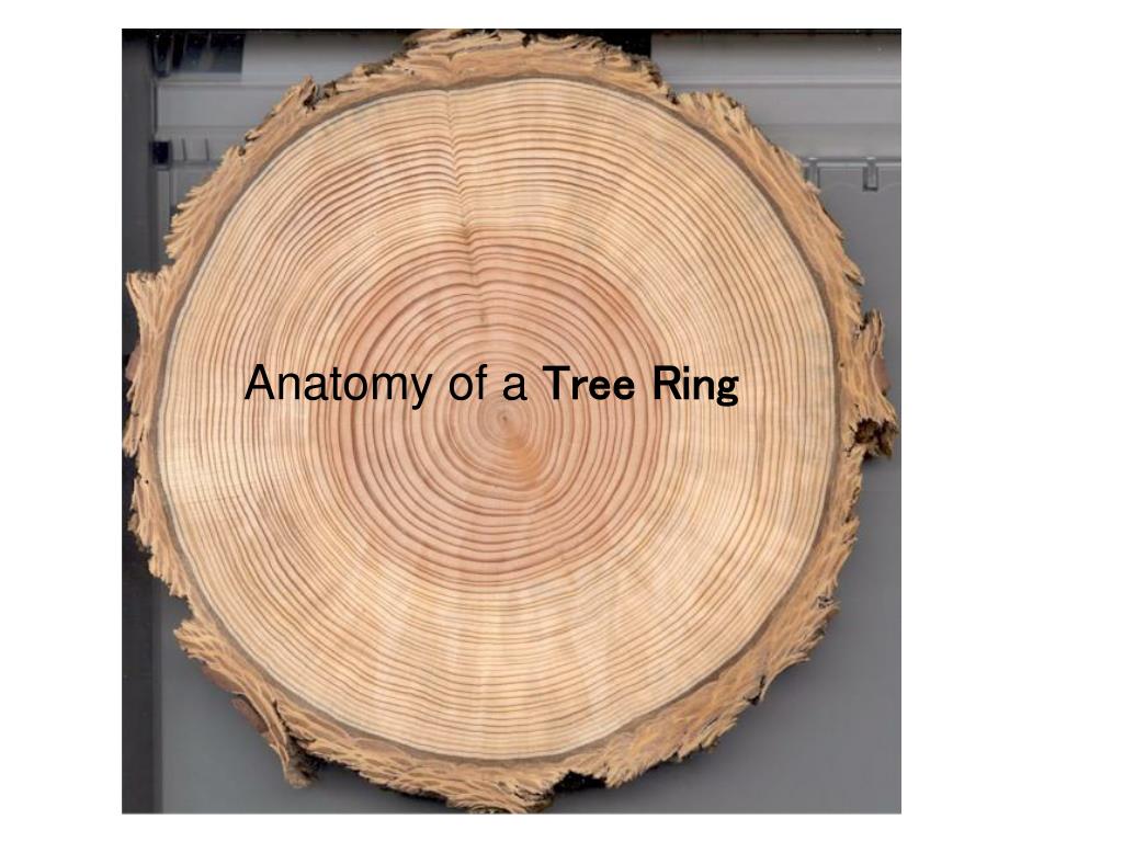 Difference Between Dendrochronology and Dendroclimatology | Compare the  Difference Between Similar Terms