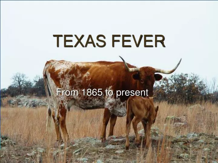 texas fever n.