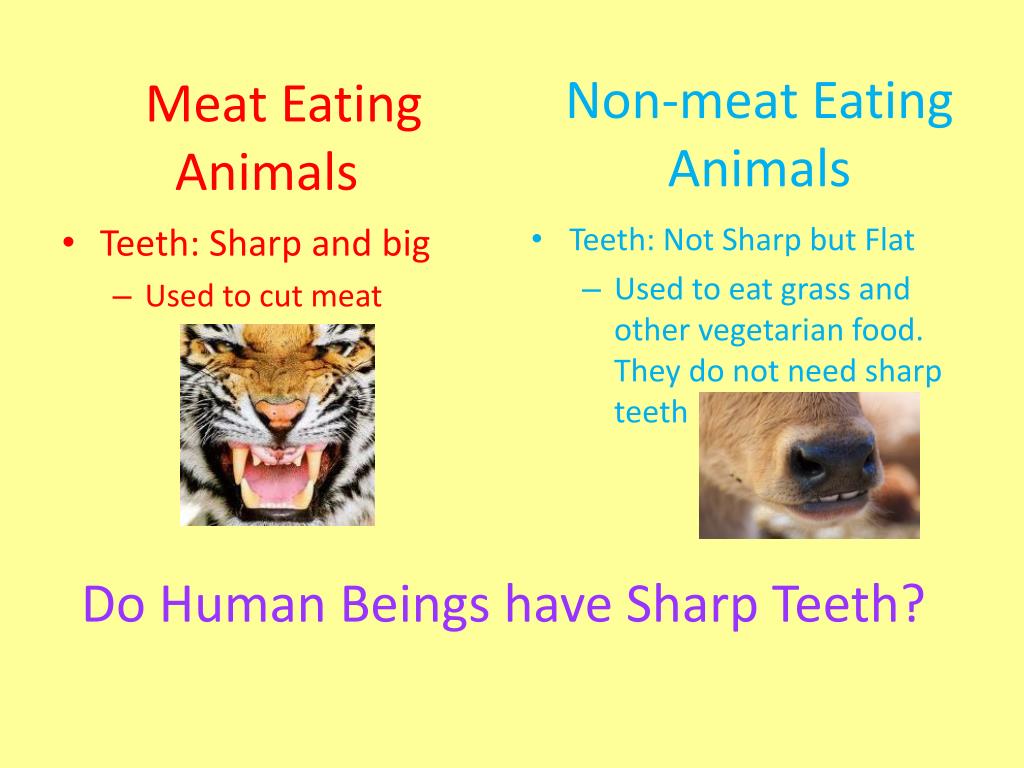 Animals more human. Eating animals урок.