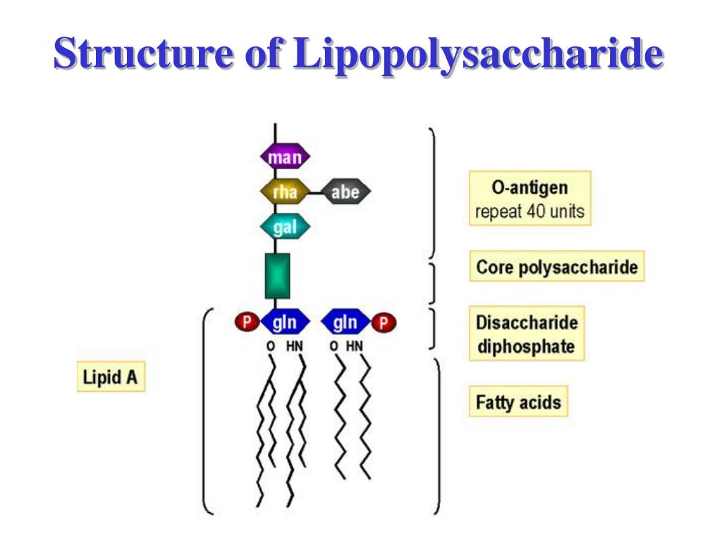 Токсины антигены. Липополисахарид эндотоксин. Липополисахарид грамотрицательных бактерий строение. Лпс клеточной стенки эндотоксин. Эндотоксины бактерий.