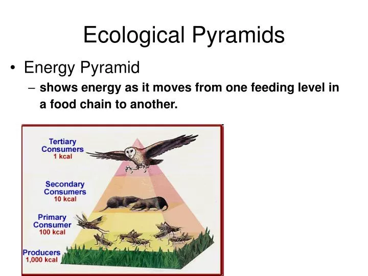 ecological pyramids n.