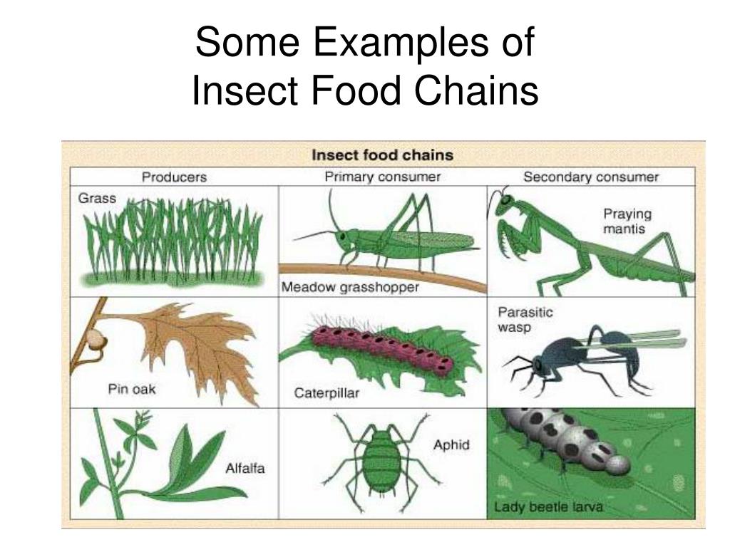 Pests and Pest Control PowerPoint Presentation, free download ... Biology Diagrams