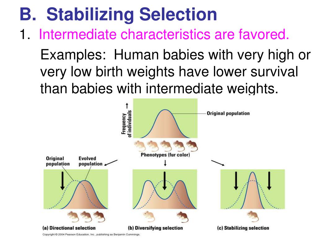 ppt-biology-chapter-16-powerpoint-presentation-free-download-id-813973