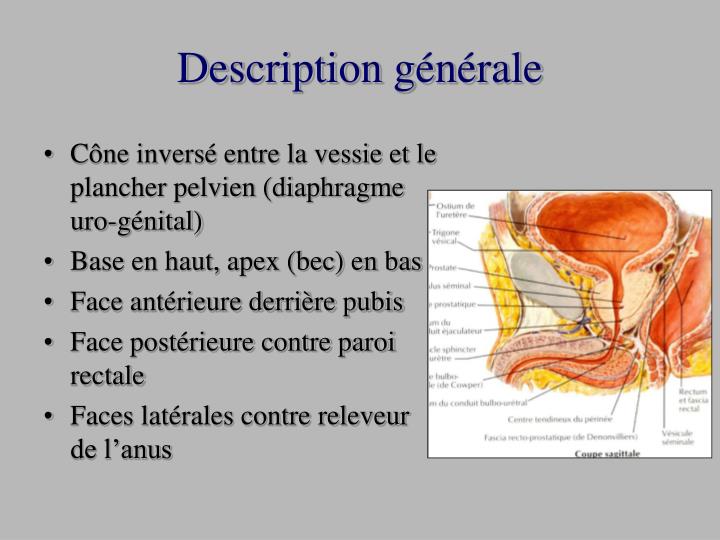 PPT Radioanatomie de la prostate PowerPoint Presentation ID814235