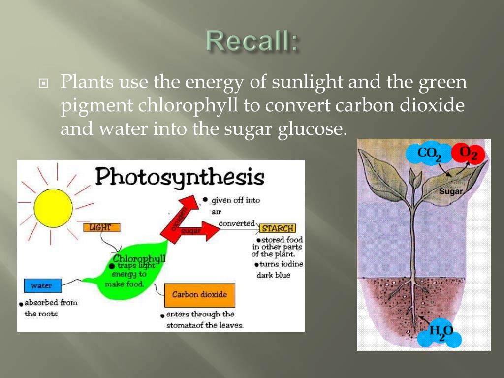 PPT Photosynthesis PowerPoint Presentation, free