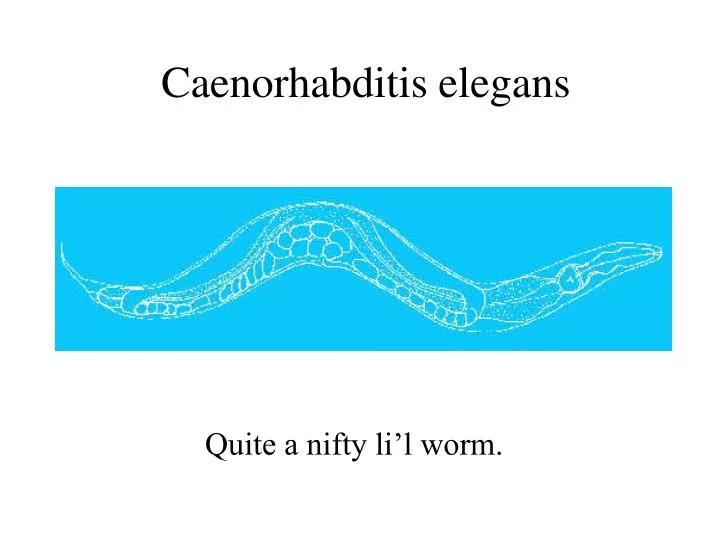 Ppt - Caenorhabditis Elegans Powerpoint Presentation Free Download