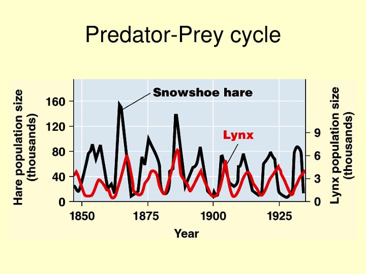 PPT - Introduction to Ecology PowerPoint Presentation - ID:816378