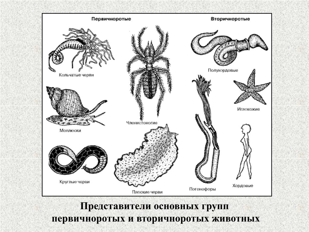 Какие организмы относятся к беспозвоночным животным. Кольчатые черви Первичноротые. Плоские черви - Тип первичноротых беспозвоночных. Кольчатые черви вторичноротые. Круглые черви Первичноротые или вторичноротые.