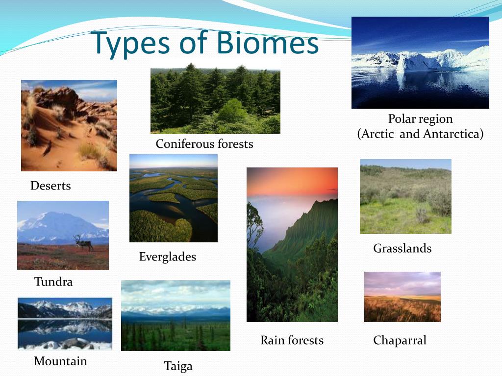 Types Of Biomes Chart