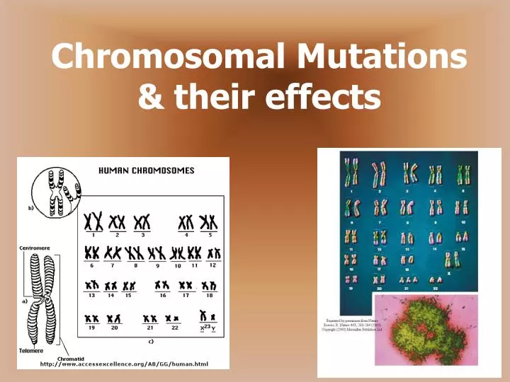 Ppt Chromosomal Mutations And Their Effects Powerpoint Presentation