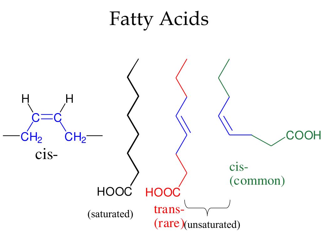 Fatty Acids.