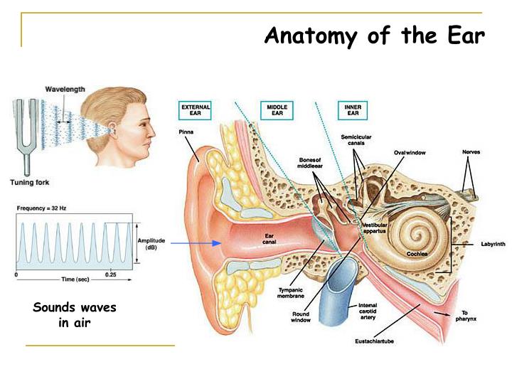 PPT - VESTIBULOCOCHLEAR NERVE PowerPoint Presentation - ID:818642