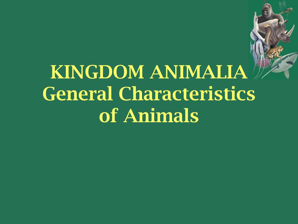 PPT - KINGDOM ANIMALIA General Characteristics of Animals PowerPoint  Presentation - ID:819271