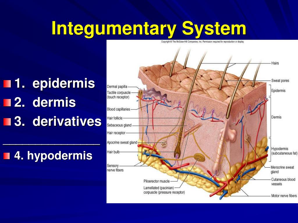 Ppt The Integumentary System Powerpoint Presentation Free Download