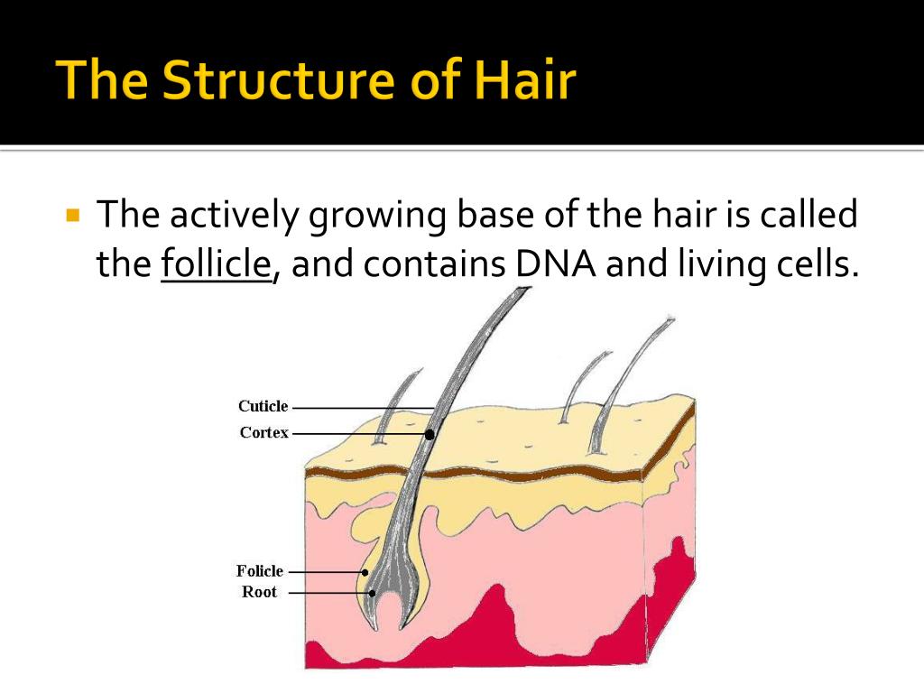 Ppt The Study Of Hair Powerpoint Presentation Free Download Id820592