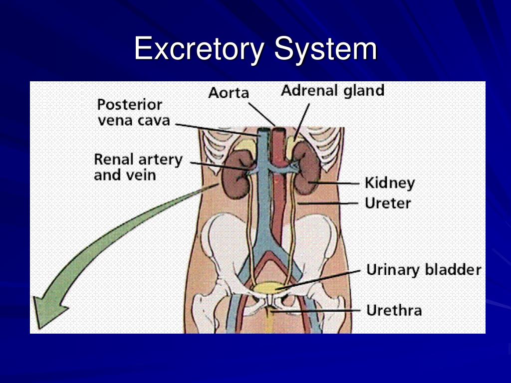 PPT - The Human Excretory System PowerPoint Presentation, free download