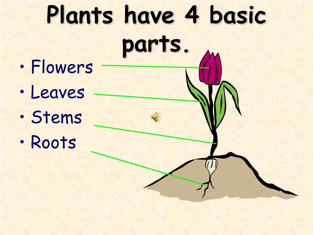 С английского на русский plant. Parts of a Plant. Растения для презентации. Lexicology рисунок. About Plants.