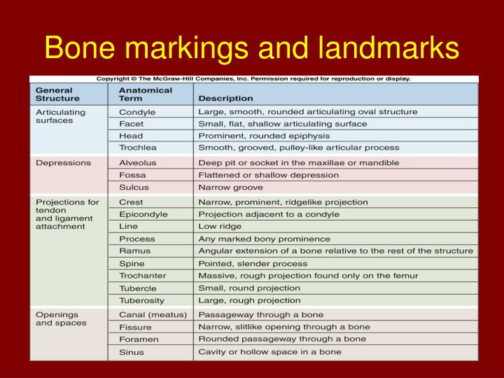 PPT - CHAPTER 6-1 PowerPoint Presentation - ID:821582