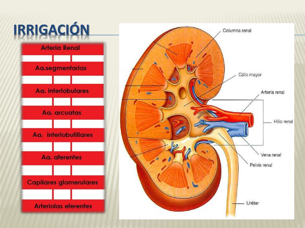 PPT - ANATOMÍA Y FISIOLOGÍA DEL RIÑÓN PowerPoint Presentation, free ...