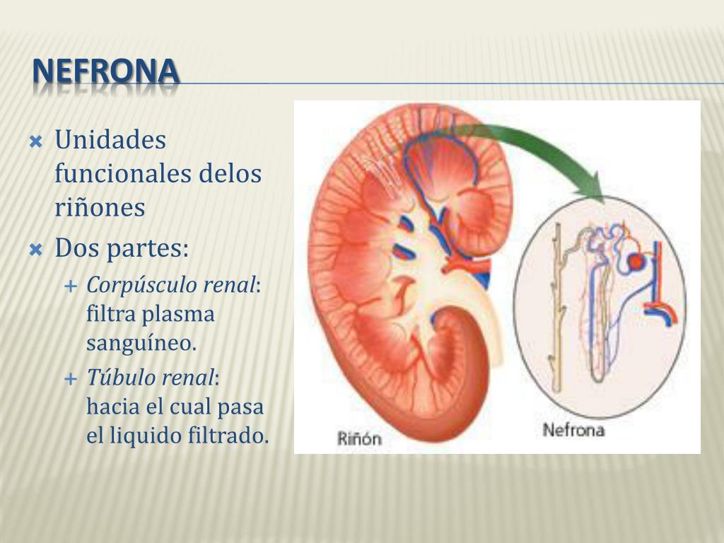 PPT - ANATOMÍA Y FISIOLOGÍA DEL RIÑÓN PowerPoint Presentation, free ...