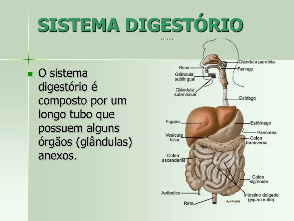 De Exemplos De Alguns Orgaos Que Compõem Os Sistema Digest