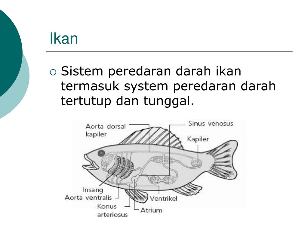 Ppt Sistem P Eredaran Darah Hewan Powerpoint Presentation Free