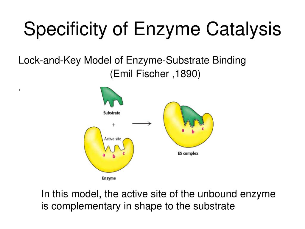 PPT Outline of Enzymes PowerPoint Presentation, free download ID826557