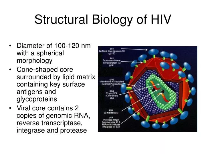 PPT - Structural Biology of HIV PowerPoint Presentation ... hiv cell diagram 